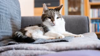 Irrsinniger Brief: Dieser Kater soll Rundfunkbeitrag zahlen