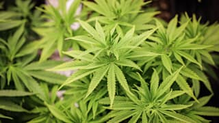 Aus Cannabis: Neues Medikament soll bei chronischen Schmerzen helfen