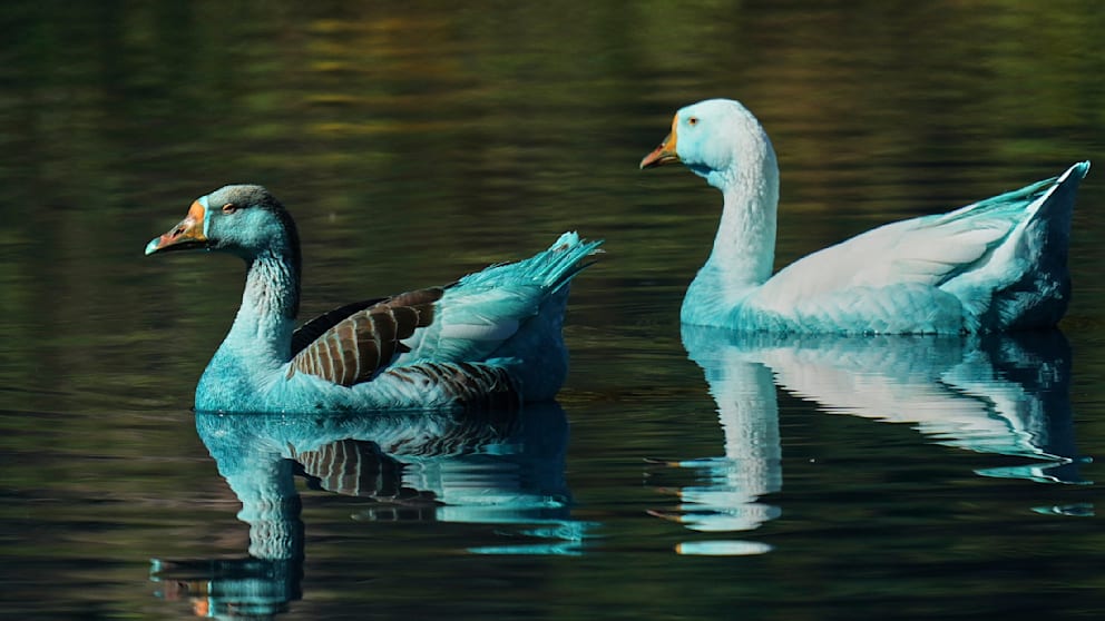 Enten und Gänse nach Unfall blau: 2000 Liter Chemie im See