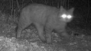 Eine Wildtierkamera erbrachte den Nachweis: Die Europäische Wildkatze ist nach Jahrhunderten wieder in Schleswig-Holstein unterwegs