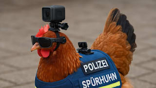 Neuzugang bei Polizei: Huhn soll Drogen und Verbecher aufspüren
