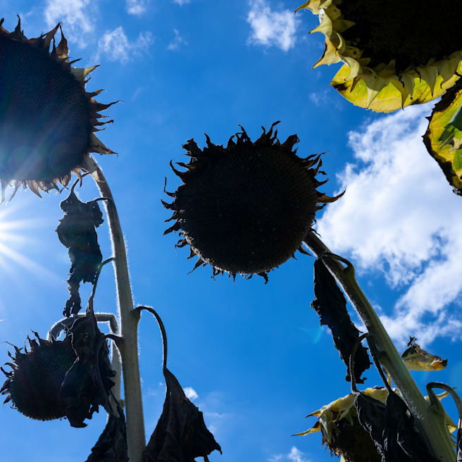 Wetterdienste warnen: Deutschland droht ein Hitzesommer