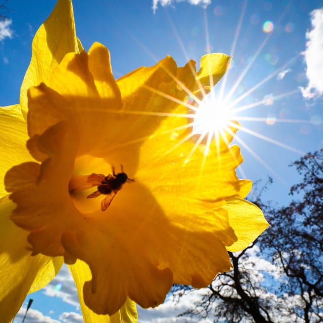 Wetter: Jetzt kommt endlich Frühling: Hier wird es über 20 Grad
