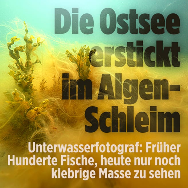  Algen-Schleim erstickt die Ostsee