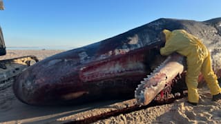 Sylt: Pottwal-Unterkiefer wird für Museum präpariert
