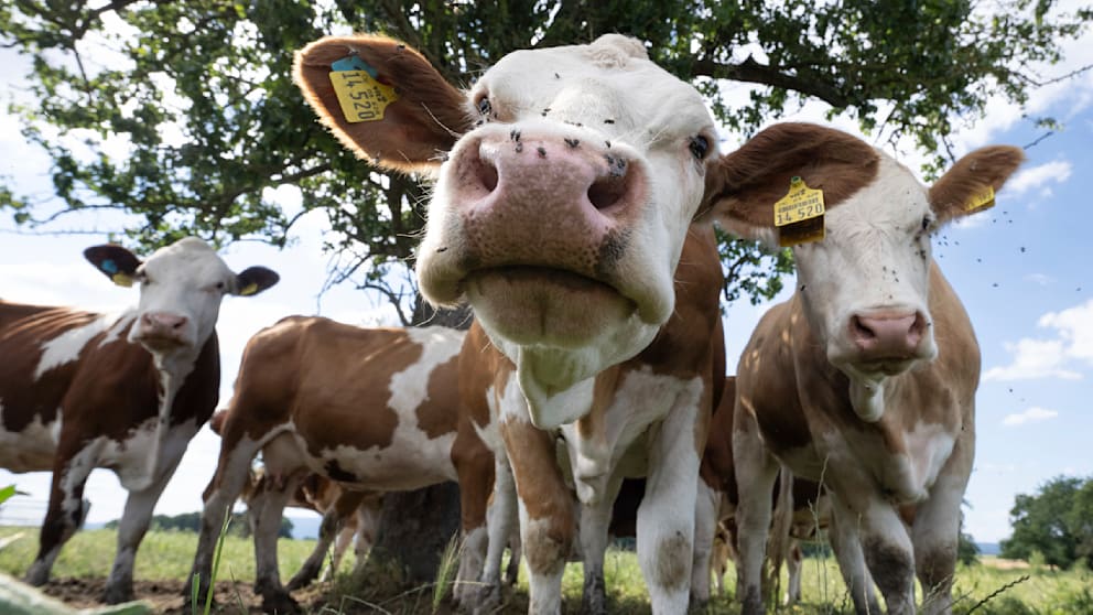Gericht spricht verblüffendes Urteil gegen eine aggressive Kuh