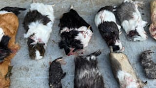 Hildesheim: 14 Meerschweinchen mit Luftgewehr in Wildpark getötet