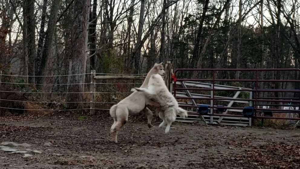 Die zwei gehen sich ganz schön an: Hund und Alpaka spielen Ringkampf