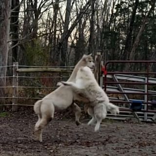 Die zwei gehen sich ganz schön an: Hund und Alpaka spielen Ringkampf
