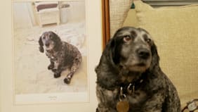 Tierbesitzer greifen tief in die Tasche: Firma lässt tote Hunde klonen