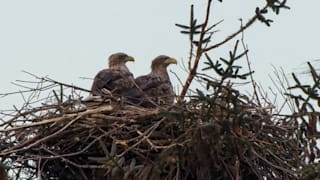 Baum mit Nistplatz von Adlern abgesägt, Polizei fahndet nach Tätern