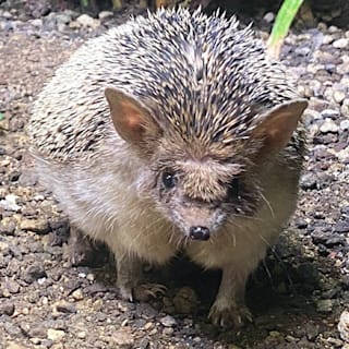 Zoo Leipzig: Zu viele Mehlwürmer gefressen – Pummel-Igel Igor auf Diät gesetzt