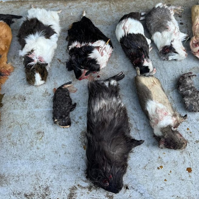 Hildesheim: 14 Meerschweinchen mit Luftgewehr in Wildpark getötet
