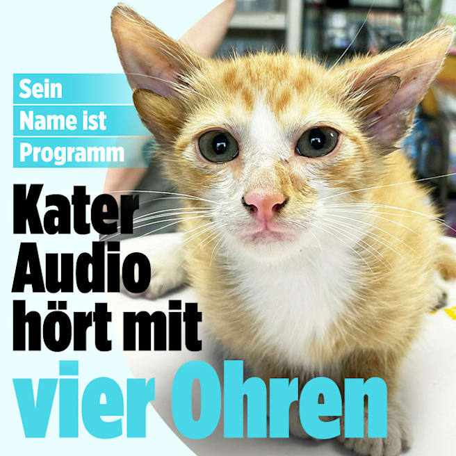 Kater mit vier Ohren: Audio hört gleich für zwei