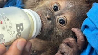 Thailand: Orang-Utan-Babys mit Babyflasche aus Körbchen gerettet