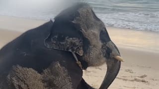 Lass die Sonne in dein Herz: Kleiner Elefant macht Strandurlaub