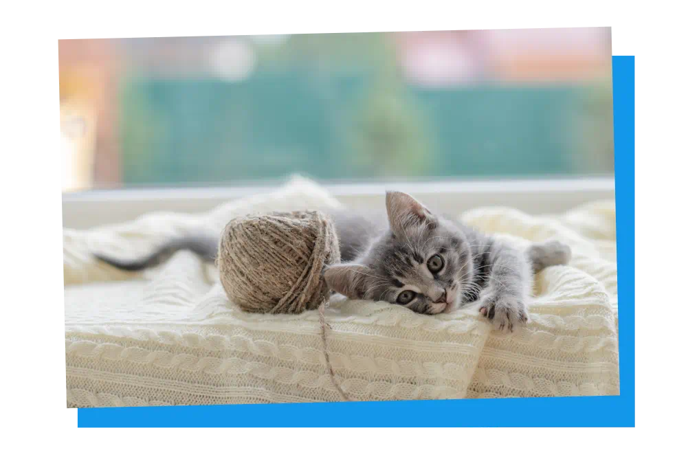 Babykatze zieht ein.