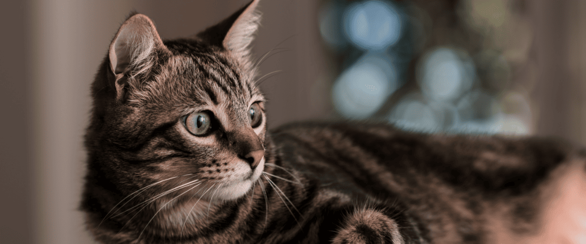 Katze versichern solltest oder nicht