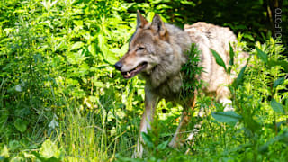 Ministerium bestätigt: Ein Wolf ist im Saarland unterwegs