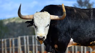 Tierische Spritztour: Rindvieh stiehlt Roller