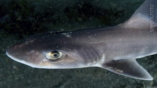 Unzählige Haie vor Mallorca: Was die Raubfische an die Küsten zieht