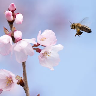 Jahreszeiten: Wann beginnen Frühling, Sommer, Herbst und Winter?
