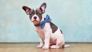 Unnützes Wissen: Woher stammt der Spruch „auf den Hund gekommen“?