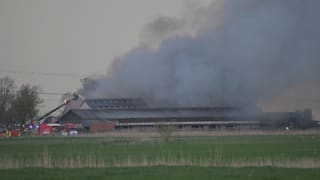 Verheerendes Feuer bei Bremerhaven: Neun Pferde verenden qualvoll
