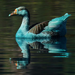 Enten und Gänse nach Unfall blau: 2000 Liter Chemie im See