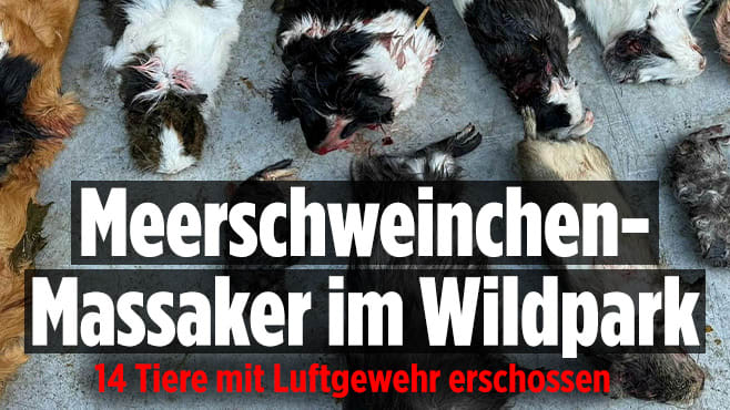 Hildesheim: 14 Meerschweinchen mit Luftgewehr in Wildpark getötet