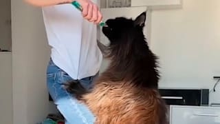 Stubentiger XXL : Kater ist so groß wie ein Kleinkind