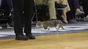 Wie kommt sie da rein?: Katze crasht Champions-League-Finale