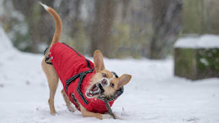 Hunde im Winter: Wie Ihr Vierbeiner bei Kälte und Eis gesund bleibt