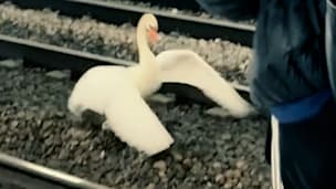 Schwan blockiert Gleise: Fahrgast springt ins Gleisbett
