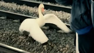 Schwan blockiert Gleise: Fahrgast springt ins Gleisbett