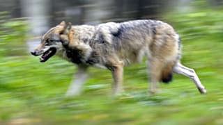 SPD-Minister Backhaus soll wegen Abschuss von Wolf angeklagt werden