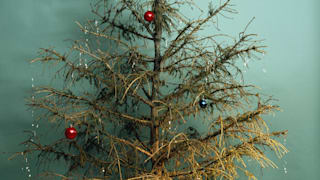 Weihnachtsbaum: Wie entsorge ich den abgeschmückten Baum richtig?