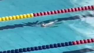 Einsatz im Schwimmbad: Darum zieht diese Katze ihre Bahn