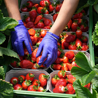 Erdbeeren länger haltbar machen mit diesen Tipps und Tricks