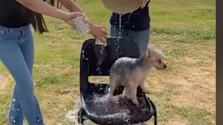 Grausamer Internet-Trend: Besitzer übergießen Hunde mit Eiswasser