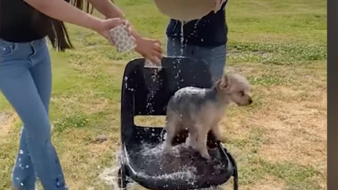 Grausamer Internet-Trend: Besitzer übergießen Hunde mit Eiswasser