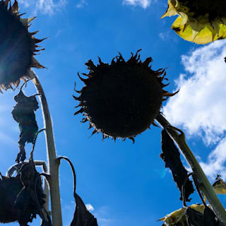 Wetterdienste warnen: Deutschland droht ein Hitzesommer