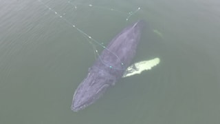 Spektakulärer Rettungseinsatz in der Ostsee: Wal aus Netz befreit