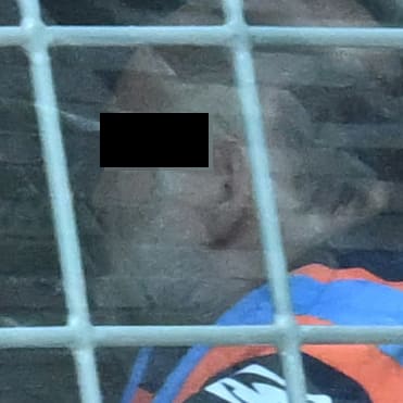 Urteil wegen versuchten Mordes: Mann setzt Rollator unter Strom, um Frau zu töten