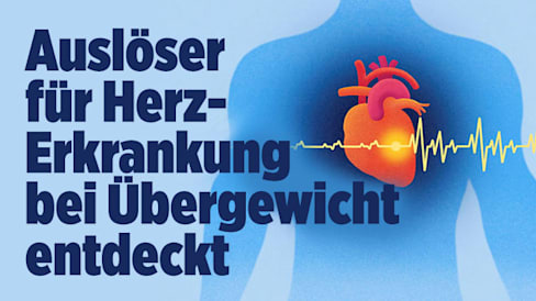 Herzerkrankung bei Übergewicht: Forscher entdeckt Auslöser