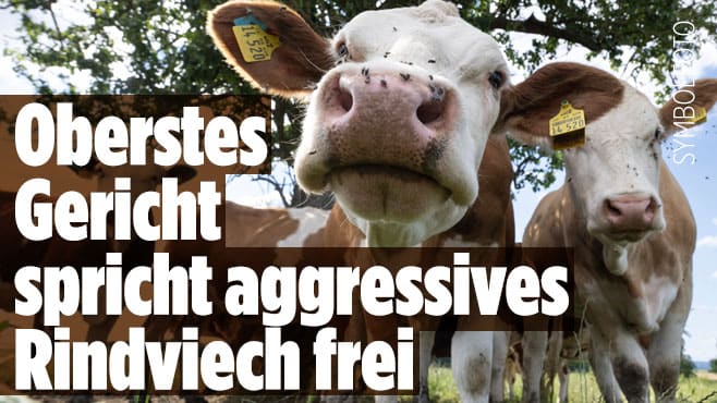 Gericht spricht verblüffendes Urteil gegen eine aggressive Kuh