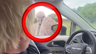 Aufschrei im Safaripark: Vogel Strauß vs. Boris Johnson 1:0!
