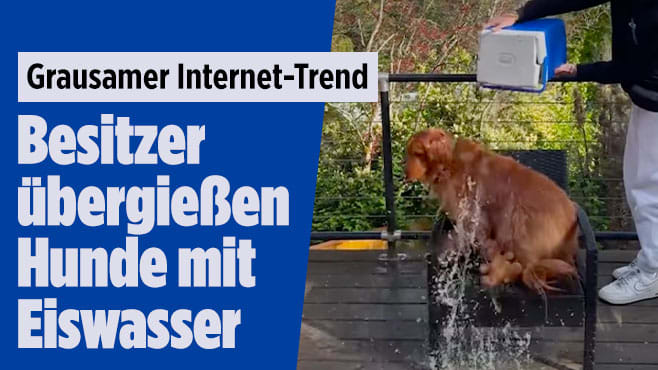 Grausamer Internet-Trend: Besitzer übergießen Hunde mit Eiswasser