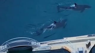 Seit Monaten allein im Park: Zwei Orcas leben in verlassenem Aquarium