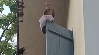 Raubvogel: Adler reißt Frau wichtiges Dokument aus der Hand